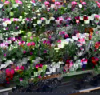 Culburra Beach Monthly Markets - Accommodation Guide