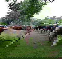 Dorrigo Agricultural Show - Accommodation China
