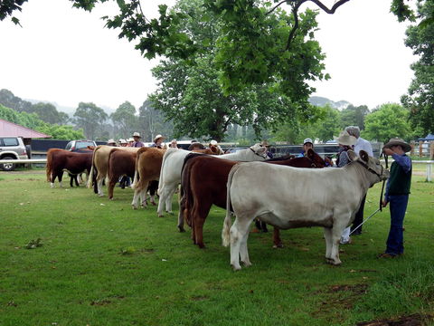 Dorrigo Agricultural Show - Accommodation China 0