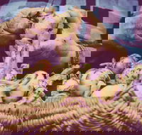 Grafton Farmers Market - Accommodation Guide