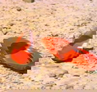 Let's Dance Carinda David Bowie Tribute Festival - Accommodation Guide