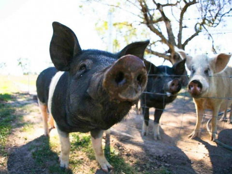 Mudgee Farm Walks - Accommodation China 0