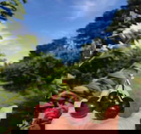 National Cherry Festival - Accommodation Guide