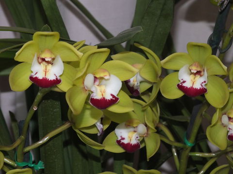 Orchids Out West - Accommodation Asia 1