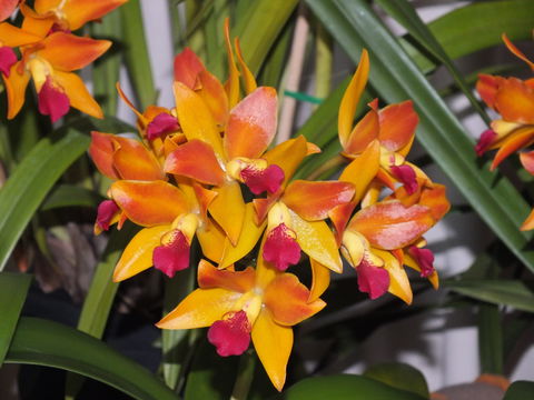 Orchids Out West - Accommodation Asia 2
