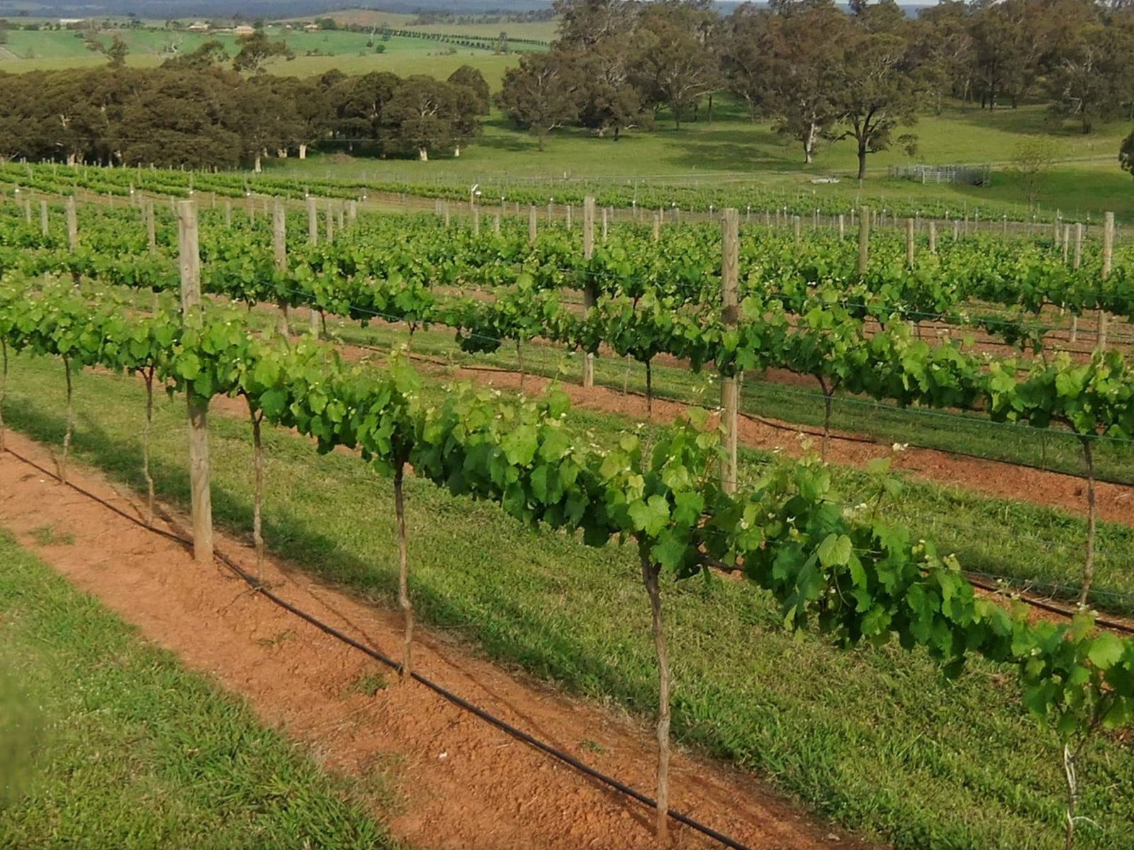 Menangle NSW Accommodation Asia