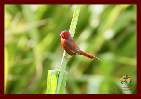 Spring Into Finches And Softbills - Accommodation Asia 0
