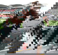 Stadium Stomp Adelaide Oval - Postponed - Accommodation Asia