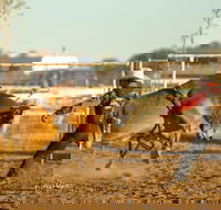 Walgett Charity Bushman's Carnival Rodeo and Campdraft - Accommodation Guide