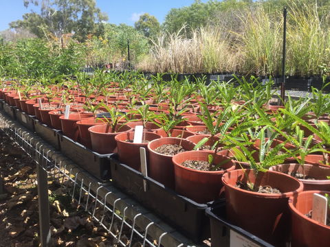 Conservation Volunteers Australia Townsville - Ocean View Nursery - Accommodation Asia 2