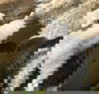 Flinders Island Show - Accommodation Guide