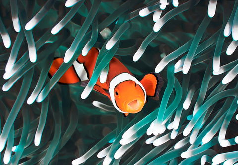Great Barrier Reef Masters Games - Accommodation Asia 1