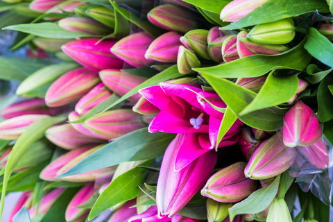 Harvest Launceston Community Farmers' Market - Accommodation Asia 0