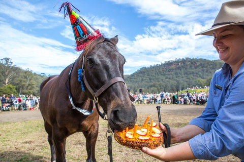 Horses Birthday Festival - Accommodation Guide 0