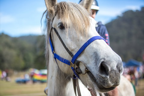 Horses Birthday Festival - Accommodation Guide 1