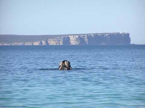 Jervis Bay's Sydney To Hobart Experience - Accommodation Asia 0