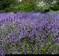 Lavender Herb and Chilli Festival - Accommodation Guide