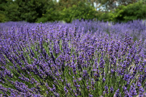 Lavender Herb And Chilli Festival - Accommodation Guide 0