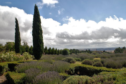 Lavender Herb And Chilli Festival - Accommodation Guide 1
