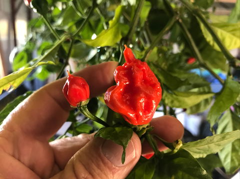 Lavender Herb And Chilli Festival - Accommodation Guide 2