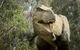Lost Sanctuary At Healesville Sanctuary - thumb 2