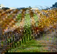 Miners Ridge Wine Tasting - Accommodation Guide