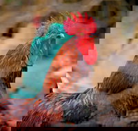 Nimbin Show - Accommodation Guide