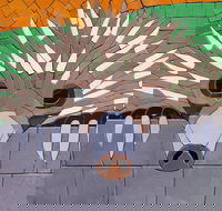 SALA 2020 - Colour Our World - Accommodation Guide