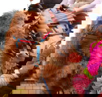 Willunga Almond Blossom Festival - Accommodation Guide