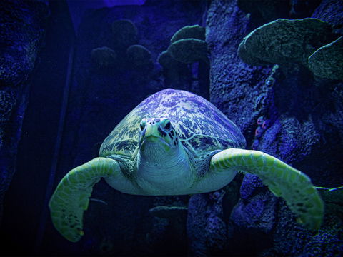 Sydney's Aquarium - Accommodation Guide 0