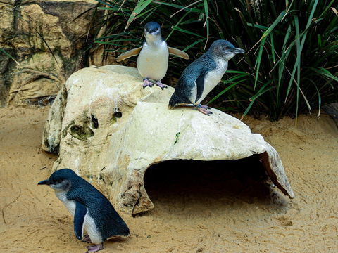 Sydney's Aquarium - Accommodation Guide 2
