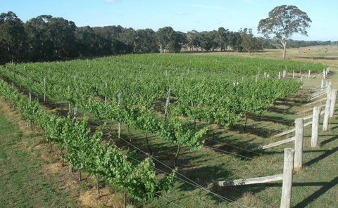 Yarralaw Springs Wines  - Cellar Door Wine Tasting - Accommodation China 1