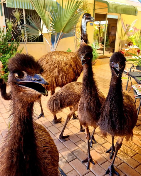 Ningaloo Lodge Exmouth - Accommodation Guide 5