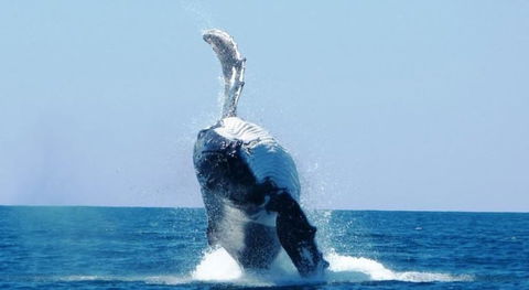 Ningaloo Lodge Exmouth - Accommodation Guide 4