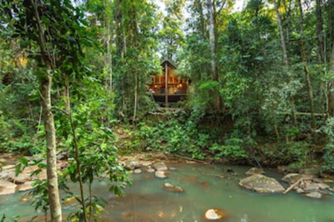 The Canopy Rainforest Treehouses And Wildlife Sanctuary - Accommodation Guide 0