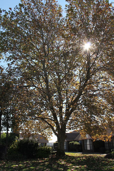 Airport Motel Sir Francis Drake - Accommodation Guide 3