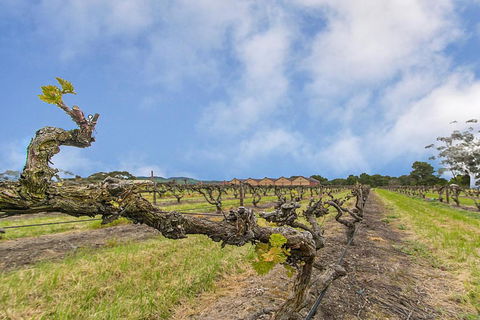 Barossa Vineyard Guesthouse - Accommodation Asia 5