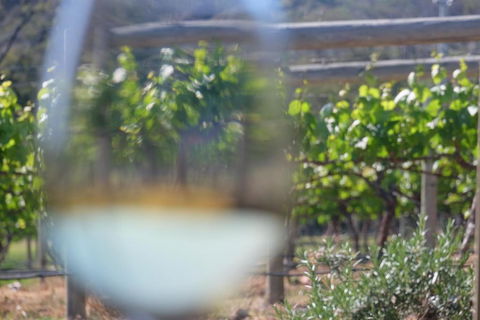 Every Man & His Dog Vineyard - Accommodation Guide 4