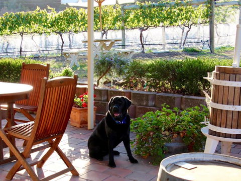 Every Man & His Dog Vineyard - Accommodation Guide 7
