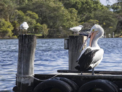 Mandurah Riverfront Holiday Rental - Accommodation Asia 4