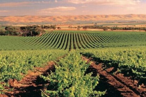 McLaren Vale Backpackers - Accommodation Asia 5