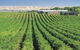 McLaren Vale Backpackers - thumb 4
