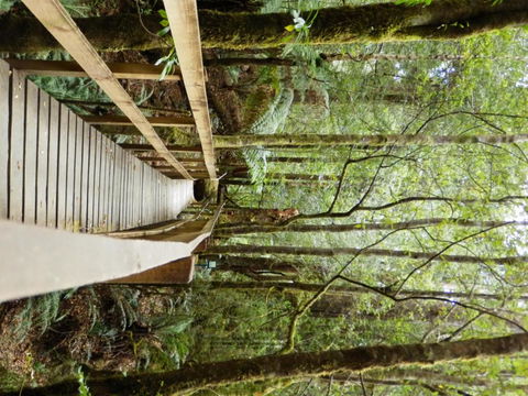 Tahune Air Walk Lodge - Accommodation Asia 4