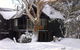 Milkwood - thumb 4