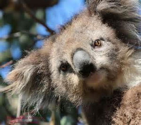 You Yangs Bed & Breakfast - Accommodation Guide 2