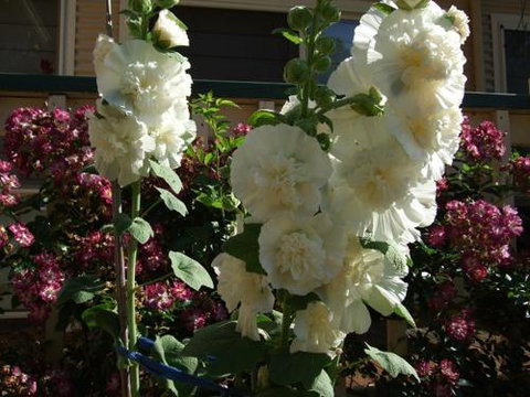 Nannup Riverview Cottage - Accommodation China 2