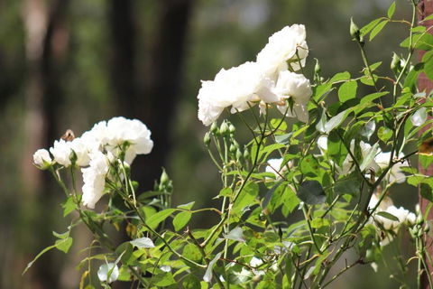 Avoca Park - Accommodation Guide 5