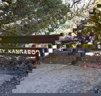 Grey Kangaroo- On Lake Jindabyne foreshore - Accommodation Asia