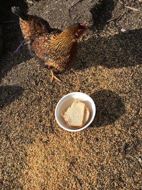 Nextdooratportarthur - Accommodation Guide 4