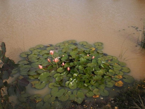 Riverdowns Cottage - Accommodation China 1